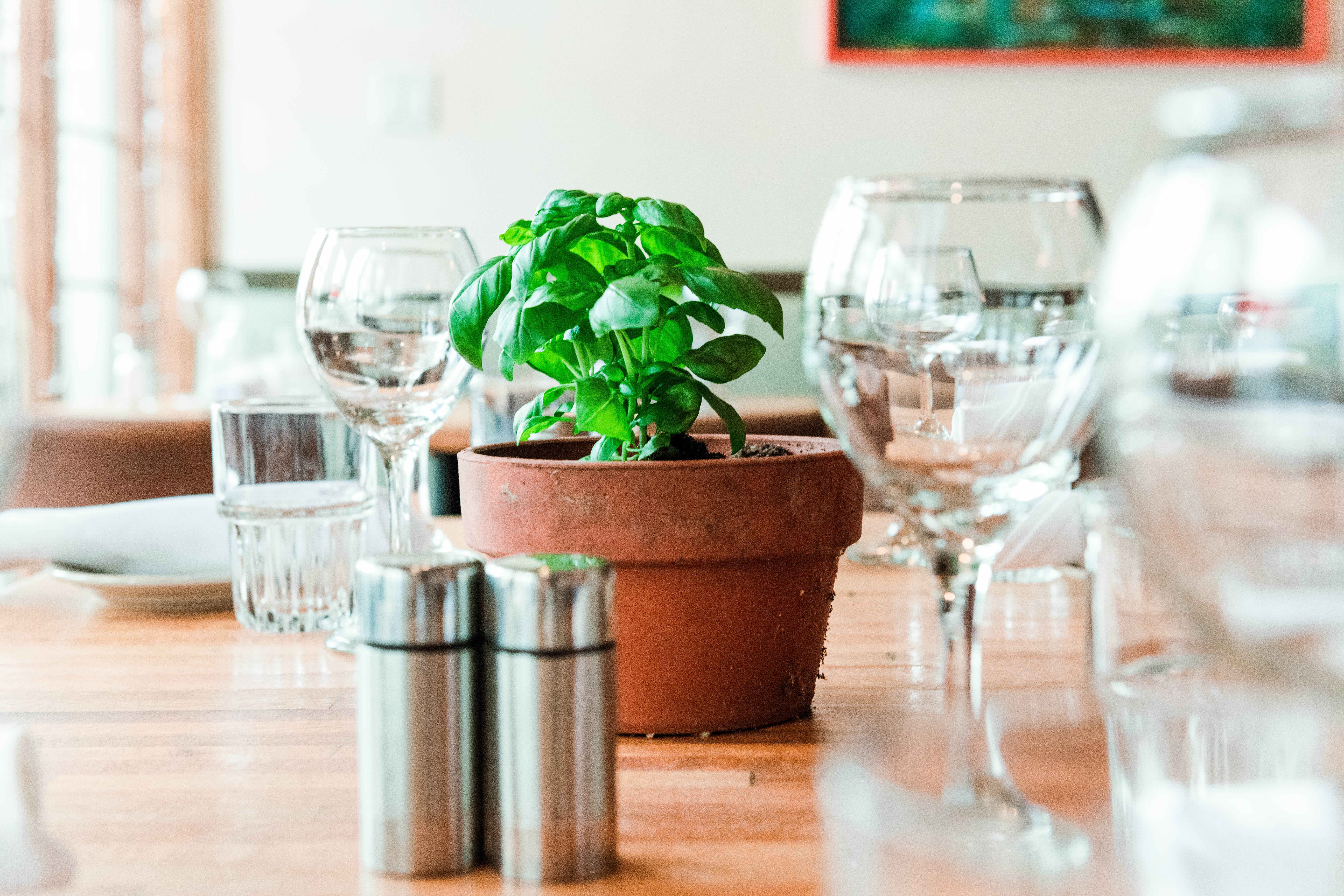 a table set with wine glasses and fresh basil in a pot